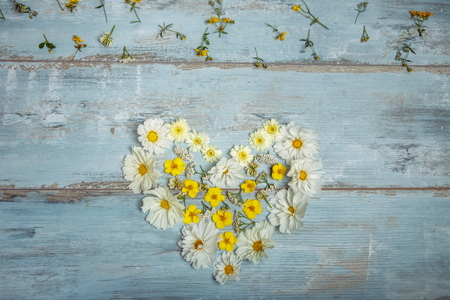 A bouquet of white flowers cosmea or cosmos on blue boards. Garden yellow flowers over handmade wooden table background. Backdrop with copy space.の写真素材