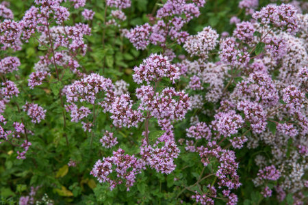 Purple flowers of origanum vulgare or common oregano, wild marjoram.の写真素材