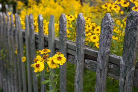 Helenium flower. Season autumn backgroundの写真素材