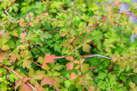Green foliage of a bush with red and yellow and red invoice stems in the early autumn, texture, leaf...