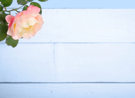 English orange rose on wooden background. Copy space. Mothers, Valentines, Womens, Wedding Day conceptの写真素材