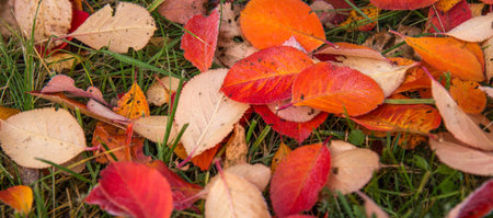 Abstract background of autumn leaves. Autumn background.の写真素材