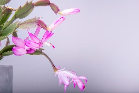 Blooming Pink Christmas Cactus schlumbergera in a pot on white background. Epiphyllanthus, Epiphyllum, Zygocactus, Zygocereusの写真素材