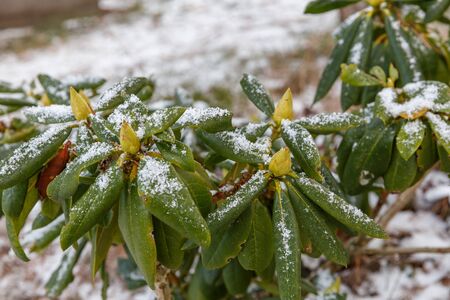 Evergreen rhododendrons with buds covered with snow and hoarfrost in the winter garden. Latvia. Europeの写真素材