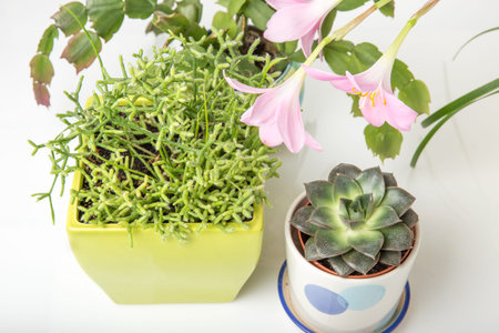 Different succulents and Rosepink Zephyr Lily flower or Pink Rain Lily, Zephyranthes Grandiflora, christmas cactus, gardening tools on white background. Fat lay, top view, botanical conceptの写真素材