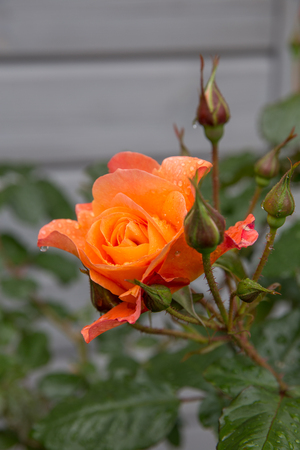 Beautiful bud of orange, apricot coloured nostalgic rose in a garden after rain. Shrub rose Westerland. German rose. Kordes rosenの写真素材