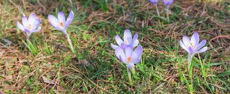Alpine crocus blossom. Fresh beautiful violet crocus. Flowering flower in early spring. First spring...