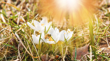 Beautiful whitet crocuses flower growing on the dry grass and bees gathering nectar, the first sign...