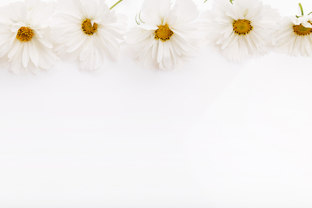 Composition, frame white cosmea, cosmos flowers on white background. Backdrop with copy space, flat lay. Mothers, Birthday, Valentines, Womens, Wedding Day conceptの写真素材