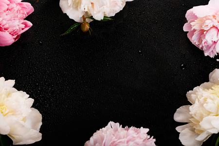Delicate white pink peony with petals flowers and white ribbon on black. Overhead top view, flat lay.の写真素材