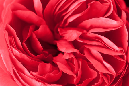 Close-up of a red rose revealing its patterns, textures, and detailsの写真素材