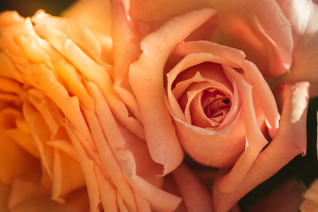 Close-up of a yellow orange rose revealing its patterns, textures, and detailsの写真素材