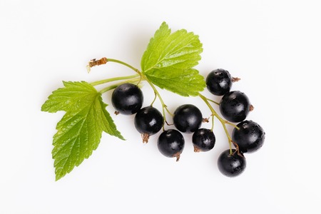 Black currant and leaves isolated. Collectionの写真素材