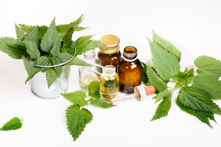 Common or Stinging Nettle, Urtica dioica, small plant macro, selective focus, shallow DOF.の写真素材