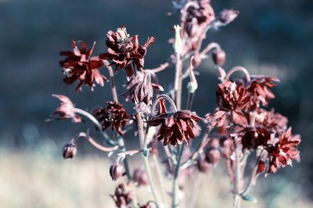 Beautiful meadow field with wild flowers.の写真素材