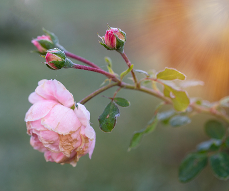 Winter in the garden. The first frosts and frozen rose flowers.の写真素材