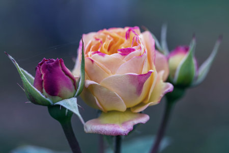 Blooming yellow rose in the garden on a sunny day.