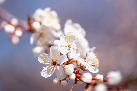Cherry blossom in spring for background or copy spaceの写真素材