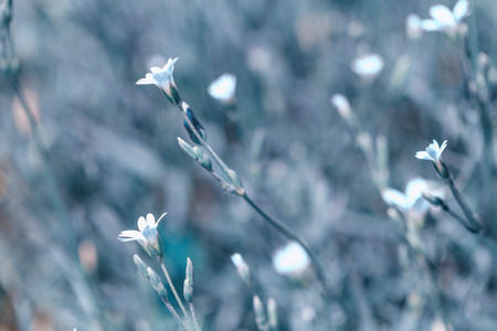 Beautiful meadow field with wild flowers. Spring or summer wildflowers closeup. Health care concept. Rural field. Alternative medicine. Environmentの写真素材
