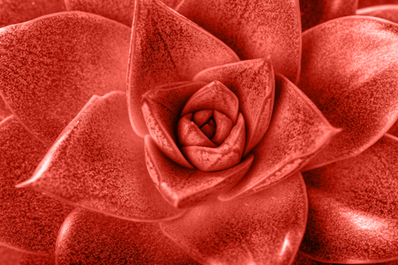Living coral backrgound. Closeup shot of tropical plant succulent in living coral color. Color of the year 2019の写真素材
