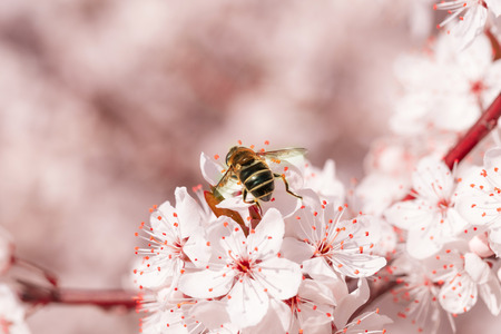 Pink sakura flower bloom in spring season. Vintage sweet cherry blossom soft tone texture background.の写真素材