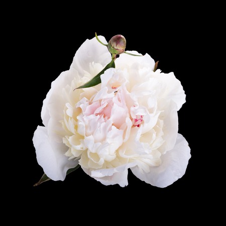 Bright, beautiful peony isolated on black backgroundの写真素材