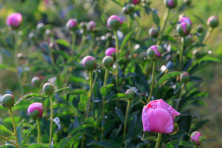 Pink peonies in the garden. Blooming pink peony. Closeup of beautiful pink Peonie flower.の写真素材