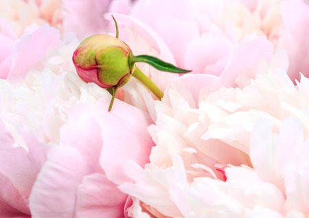 Unfocused blur pink peony petals, abstract romance background, pastel and soft flower card.の写真素材