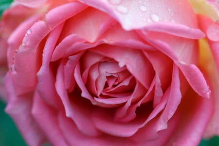 Blooming yellow rose in the garden on a sunny day.の写真素材