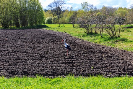 Stork on a plowed field, garden in spring, sunny spring dayの写真素材