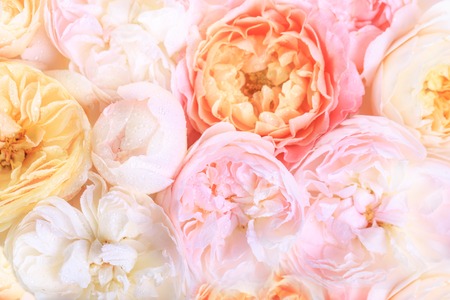 Unfocused blur rose petals, abstract romance background, pastel and soft flower cardの写真素材