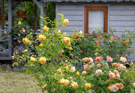 Roses and herb garden outside a country houseの写真素材