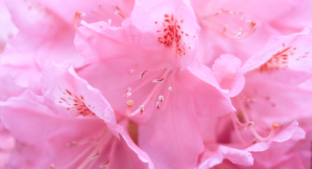 Unfocused blur rhododendron petals, abstract romance background, pastel and soft flower cardの写真素材