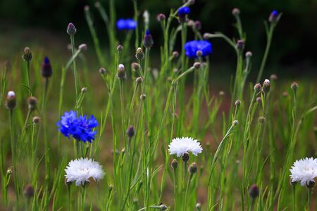 Beautiful meadow field with wild flowers blue and white cornflowers.の写真素材