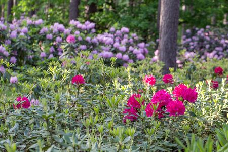 Red rhododendron Nova Zembla, lush bloom in the nursery of rhododenrons.の写真素材