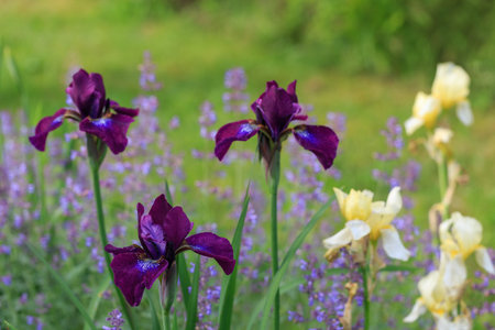 Purple and cream irises. Spring or summer flowers closeup