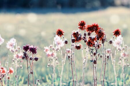 Beautiful meadow field with wild flowers. Spring or summer wildflowers closeup. Health care concept. Rural field.の写真素材