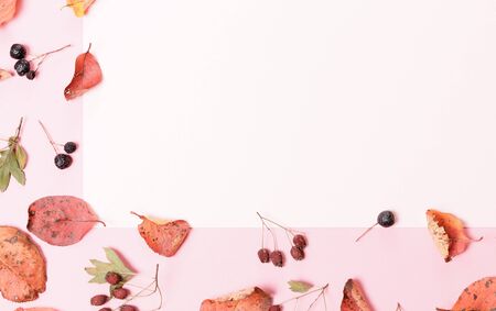 Autumn composition.Frame made of autumn dry multi-colored leaves and berries of chokeberry on white background.の写真素材