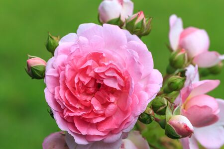 Blooming pink rose in the garden on a sunny day.の写真素材