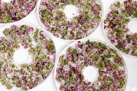Purple flowers of origanum vulgare or common oregano, wild marjoram.