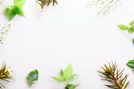 Medicinal herbs, Labrador Tea, wild rosemary, nettle, plantain, shepherds purse on a white backgroundの写真素材