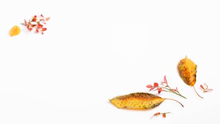 Autumn composition made of autumn dry multi-colored leaves on white background. Autumn, fall concept.の写真素材