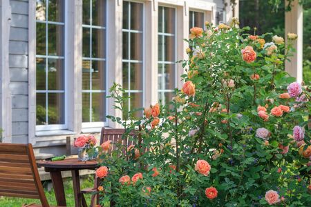 Romantic sitting area in the rose garden, round wooden table and chairs near the large flowering bushes of English rosesの写真素材