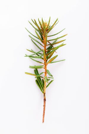 Marsh Northern Labrador Tea, Ledum palustre plant isolated on a white background.の写真素材