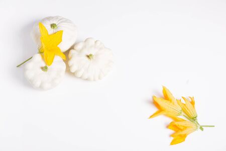 White squash vegetables on a white flat background for decoration design. Top view, flat lay. White background.の写真素材