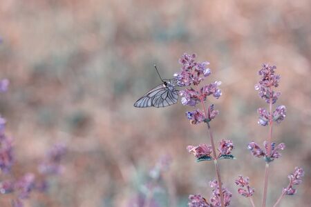 Beautiful meadow field with wild flowers. Autumn or summer wildflowers closeup. Health care concept. Rural field.の写真素材