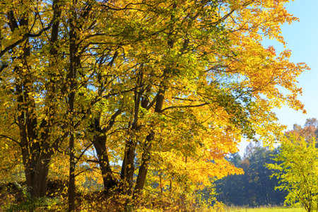 Falling maple leaves on the scenic autumn forest illuminated by morning sun