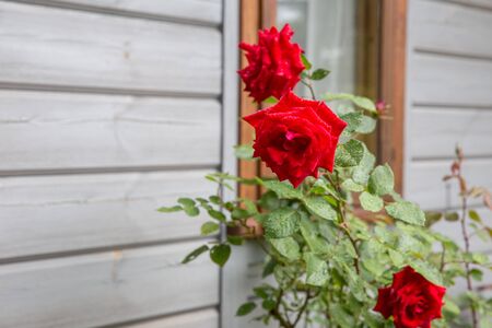 Beautiful roses blooming in the garden during the rain in autumn, raindropsの写真素材