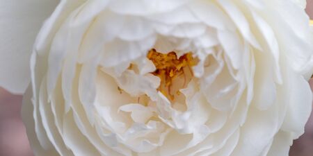 White rose flowers panoramic border, banner, wedding romantic background. Flat lay.の写真素材