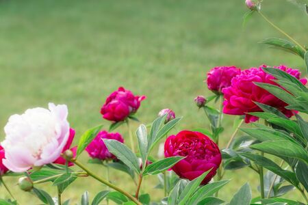 Beautiful pink and purple flowers peonies in garden close up.の写真素材